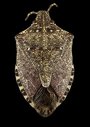 brown marmorated stinkbug