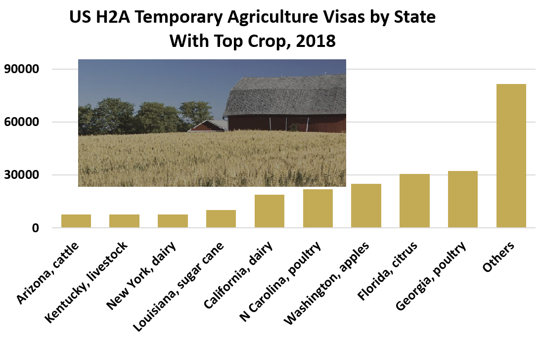 US H2A Temporary Agriculture Visas by State With Top Crop, 2018:  Arizona, cattle	7497; Kentucky, livestock 7604,  New York, dairy	7634 Louisiana, sugar cane	10079 California, dairy	18908 N Carolina, poultry	21794 Washington, apples 24862 Florida, citrus 30462 Georgia, poultry 32364, Others	81558