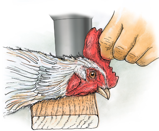 line drawing showing approved method to do euthanasia on chicken