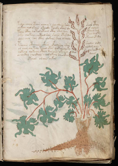 hand drawing in Voynich manuscript showing handwritten text and simple tree