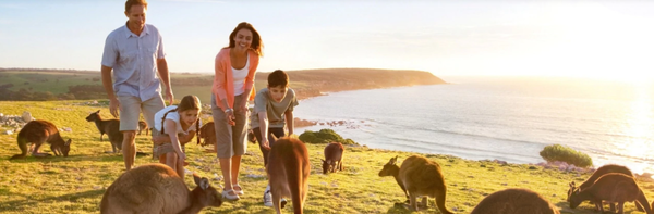 Visitors watch kangaroos on Kangaroo Island