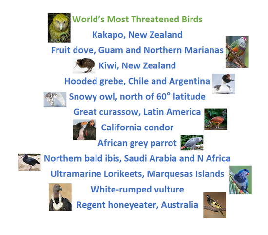  Kakapo, New Zealand; Fruit dove; Guam and Northern Marianas; Kiwi, New Zealand; Hooded grebe, Chile and Argentina; Snowy owl, north of 60° latitude; Great curassow, Latin America; California condor; African grey parrot Northern bald ibis, Saudi Arabia and N Africa; Ultramarine Lorikeets, Marquesas Islands; White-rumped vulture; Regent honeyeater, Australia