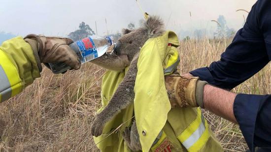 firefighters hold and share bottled water to a rescued koala