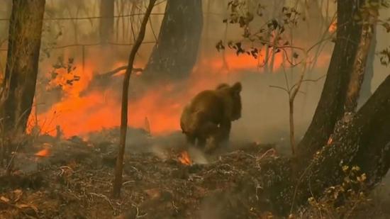 koala caught in Australia fire