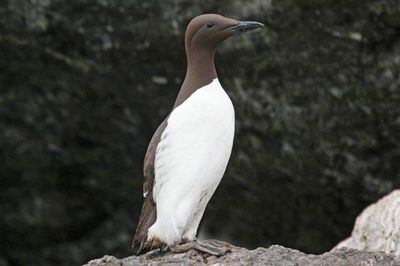 common murre