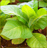 tobacco plant