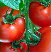 tomatoes